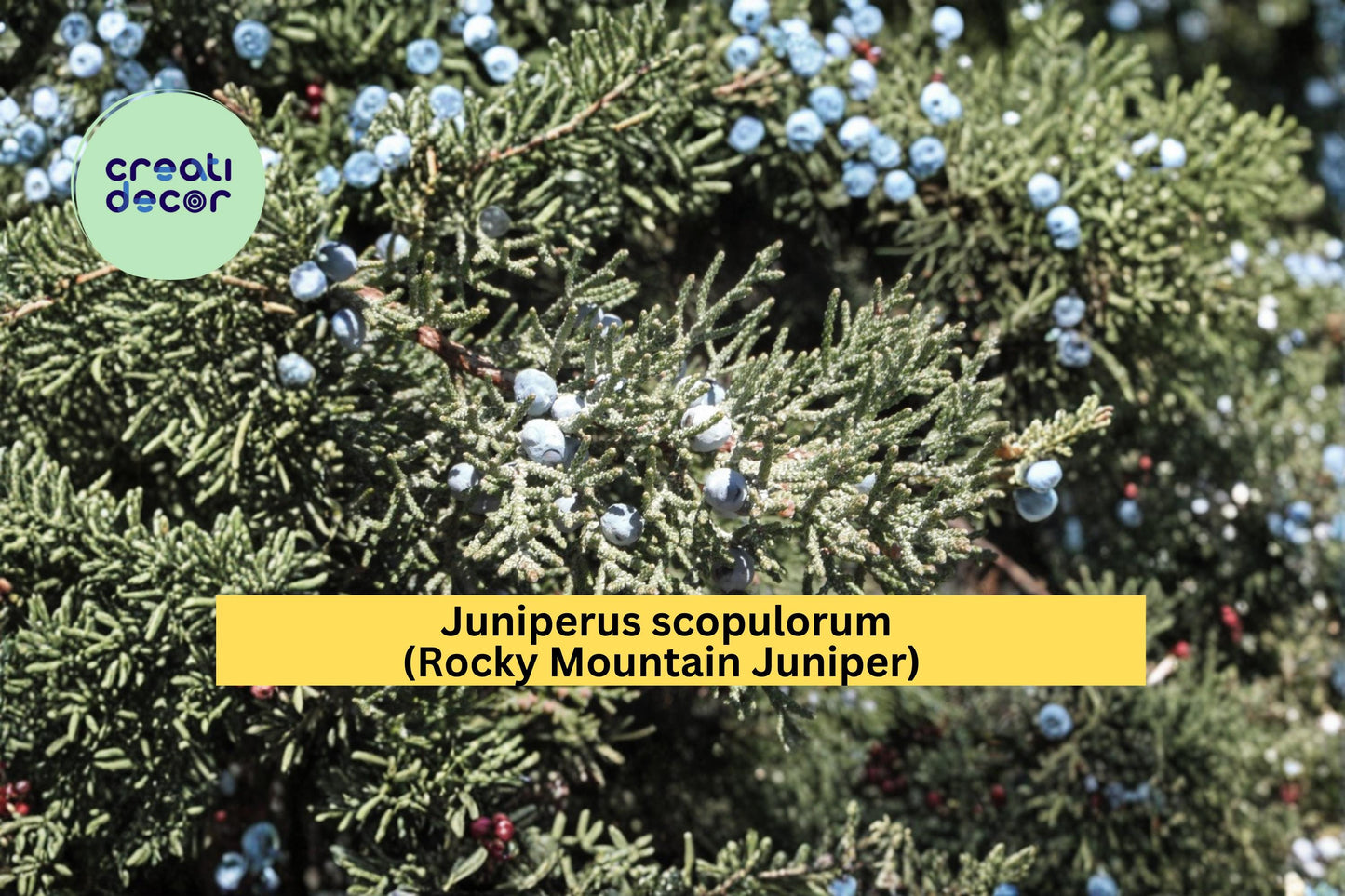 Juniperus scopulorum Seeds Rocky Mountain Juniper 15 Count Evergreen Conifer Tree Seeds Hardy Landscape Plant