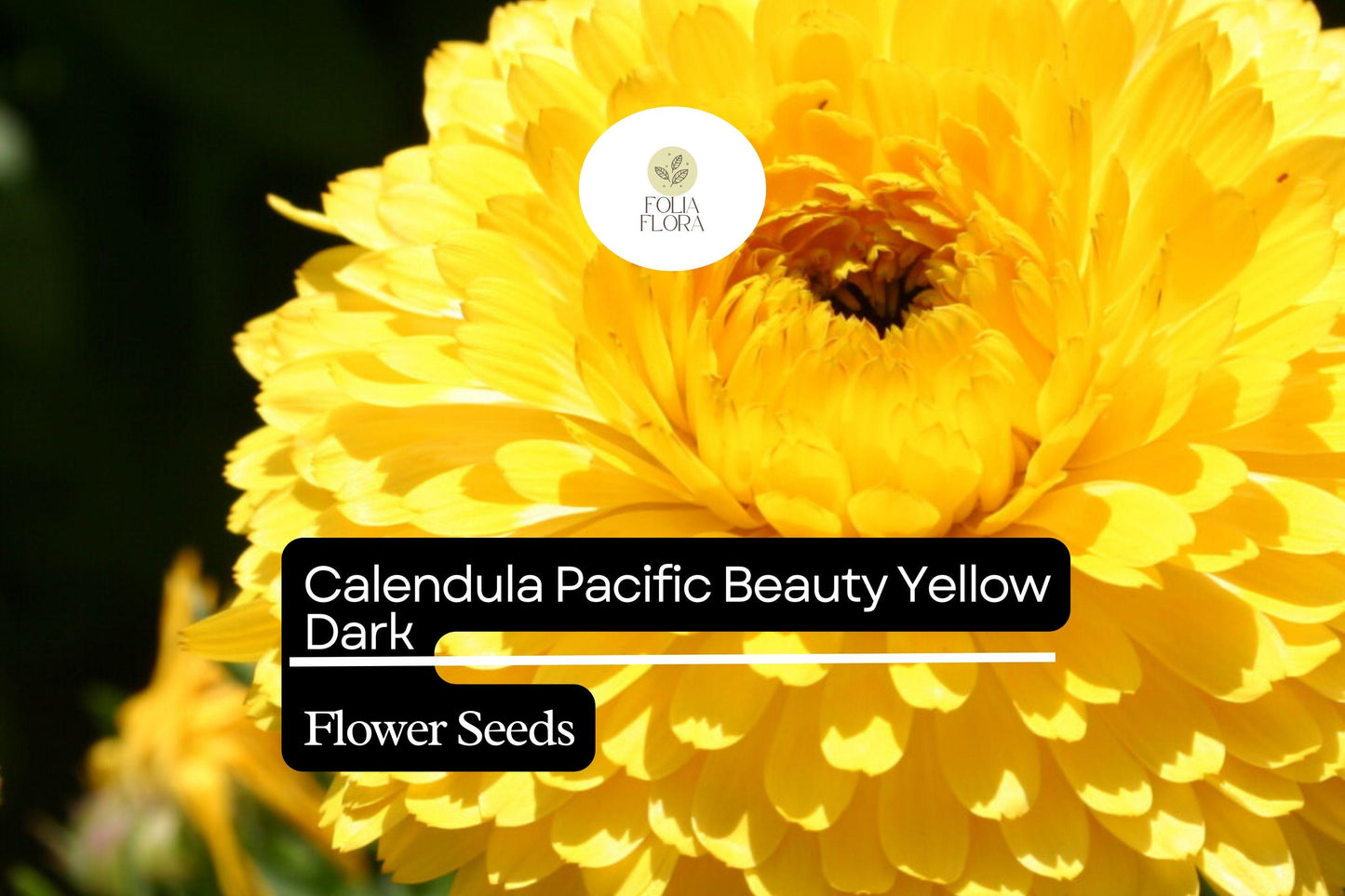 300mg Calendula Pacific Beauty Yellow Dark Seeds, Calendula officinalis, Golden Edible Blooms