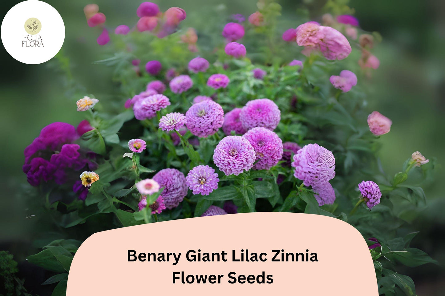 100+ Benary Giant Lilac Zinnia Seeds – Tall Double Blooms for Summer Gardens & Cut Flowers