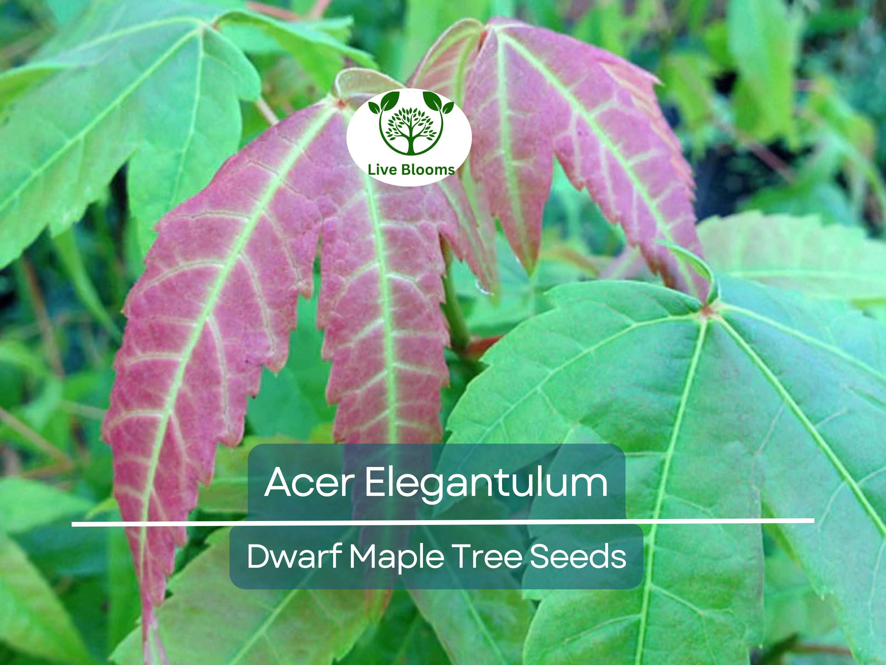 10 Seeds Acer Elegantulum (Dwarf Maple) for Planting - Beautiful Japanese Maple for Bonsai, Landscaping, & Gardens - Rare, Unique Tree Seeds