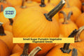 3pcs of 1g Small Sugar Pumpkin Seeds – Sweet Heirloom Pumpkin for Baking, Cooking, and Home Garden Harvest Seeds for Planting