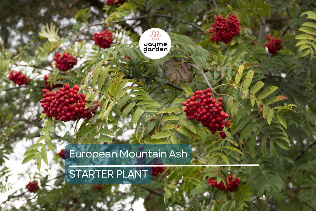 European Mountain Ash Tree | Sorbus aucuparia | 2-3 Ft Live Bare Root Plant | Ornamental Shade Tree | Zones 2-9