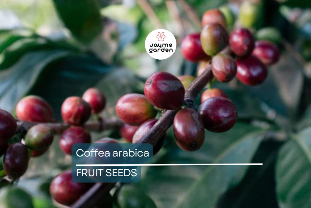 10 Coffea Arabica Seeds – Exotic Coffee Plant Tree, Rare Indoor Tropical Houseplant, Arabian Coffee