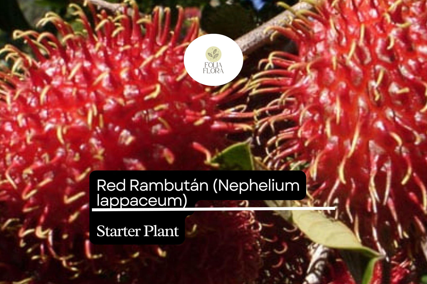 1 Starter Plant Red Rambutan (Nephelium lappaceum) – Exotic Live Fruit Tree 12″-24″ Vibrant