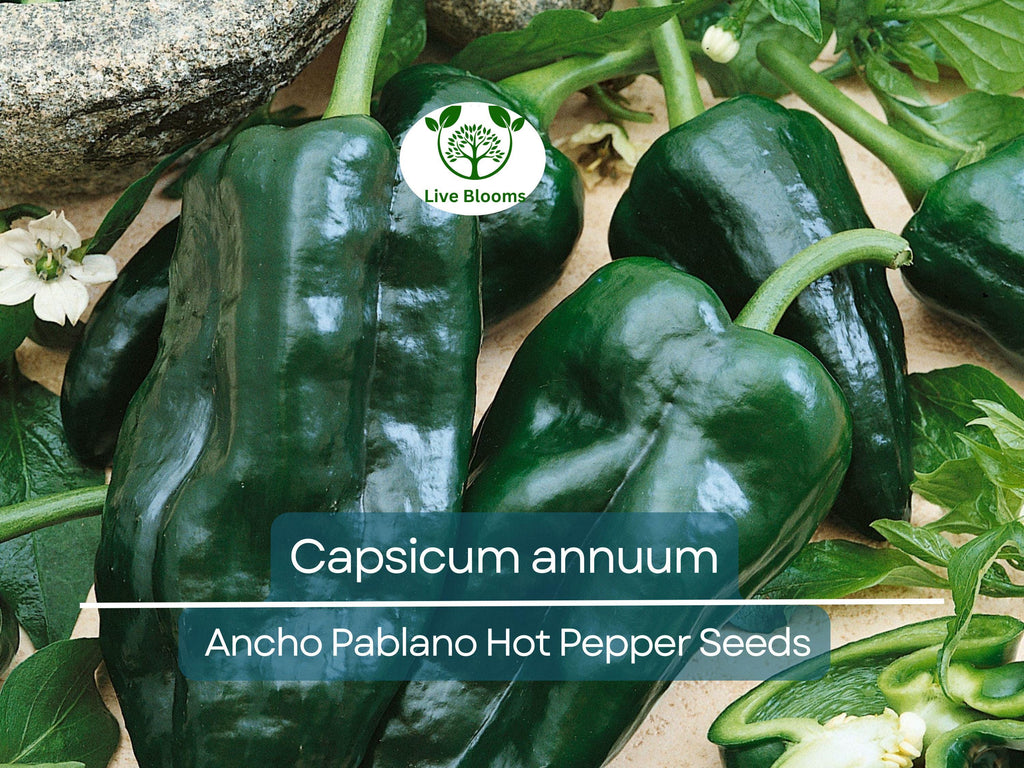 250 mg Seeds Ancho Poblano Hot Pepper – Capsicum annuum | Heirloom Pepper Seeds for Planting, Gardening & Rich Culinary Use