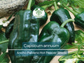 250 mg Seeds Ancho Poblano Hot Pepper – Capsicum annuum | Heirloom Pepper Seeds for Planting, Gardening & Rich Culinary Use