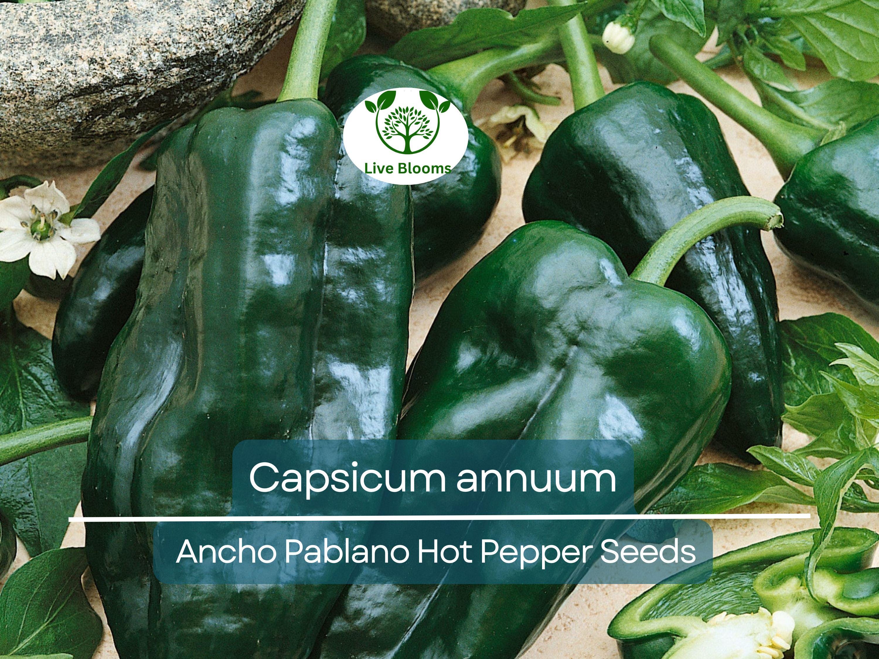 250 mg Seeds Ancho Poblano Hot Pepper – Capsicum annuum | Heirloom Pepper Seeds for Planting, Gardening & Rich Culinary Use