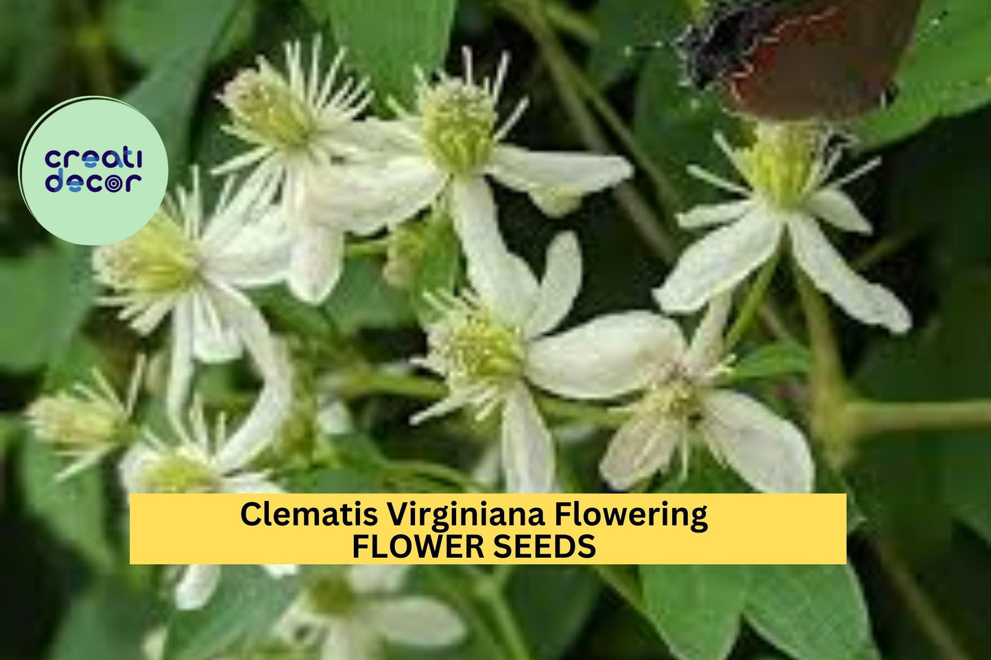 50 Seeds Clematis Virginiana – Flowering Vine Plant Seeds for Planting – Fragrant White Blooms, Native Wildflower Vine
