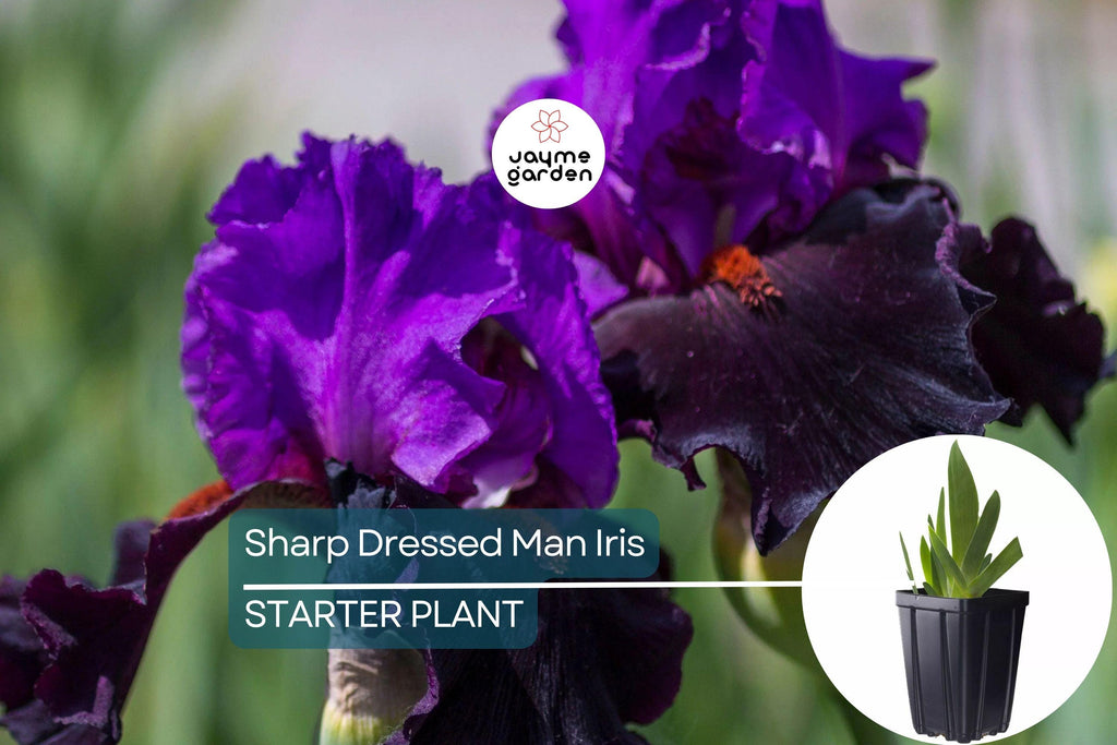 Sharp Dressed Man Iris – Quart Pot | Fragrant Black-Purple Perennial | Deer-Resistant | Drought-Tolerant | Zones 3-10