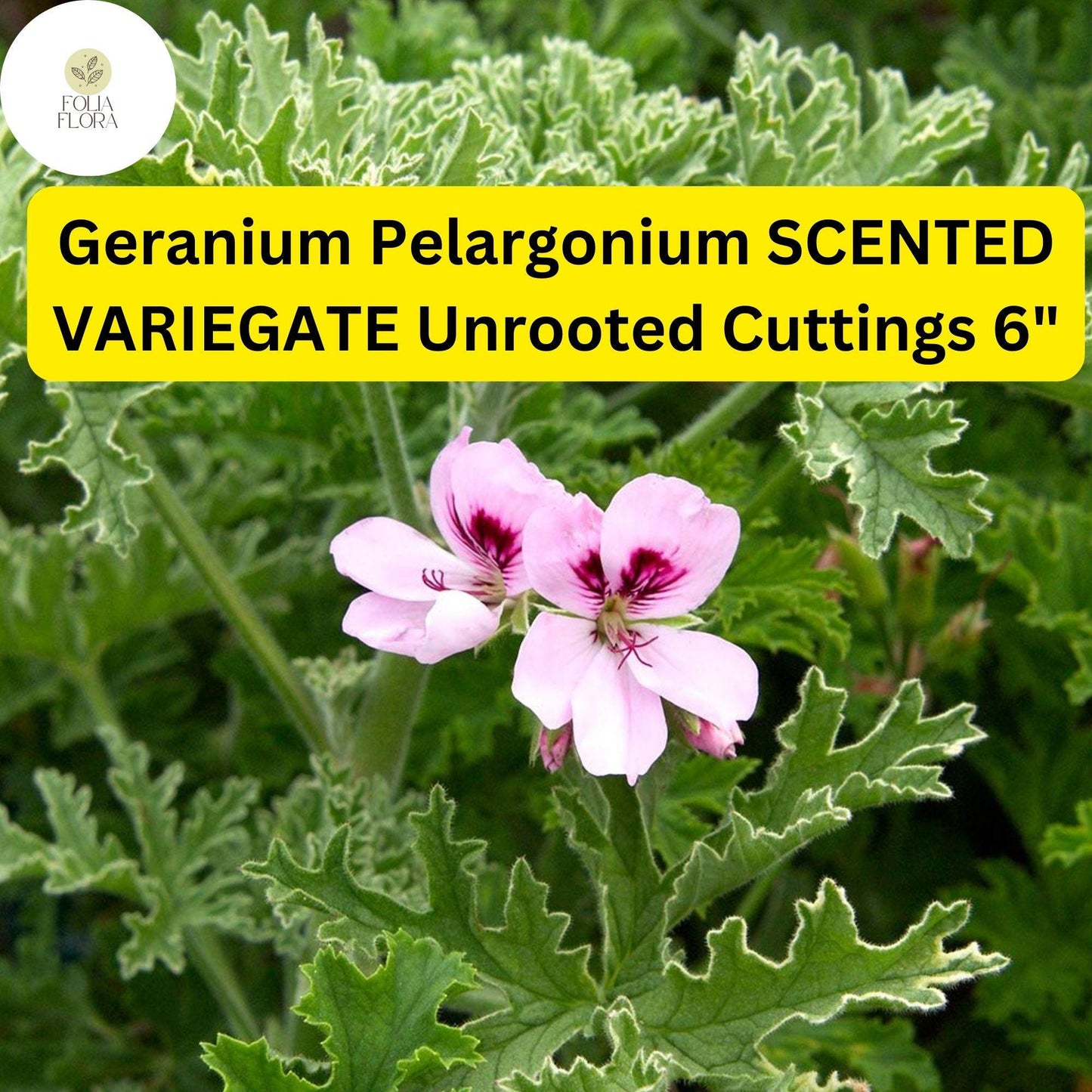 Geranium Pelargonium ‘Scented Variegated’ | 3 Live 6” Unrooted Cuttings | Fragrant, Easy-Care Flowering Plant, Unique Foliage