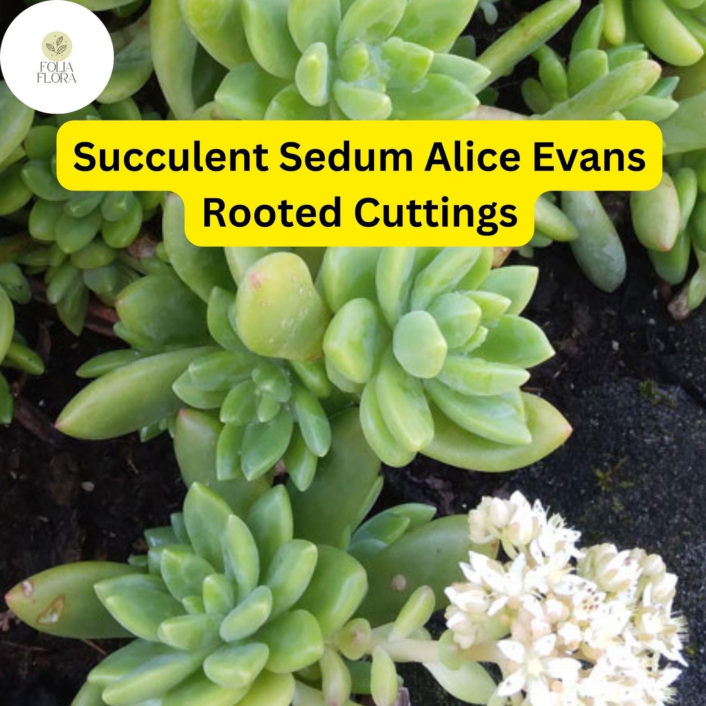 5 Live Plant Cuttings Sedum ‘Alice Evans’ Succulent | Stonecrop Variety | Compact Growth & Creamy Green Foliage