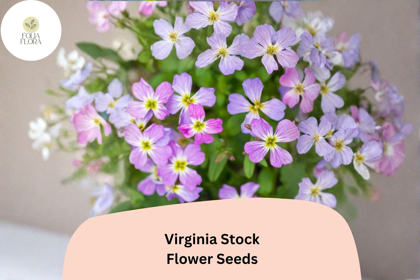 Virginia Stock Seeds – 100 Malcolmia maritima | Easy Grow Annual for Borders, Beds & Cottage Gardens