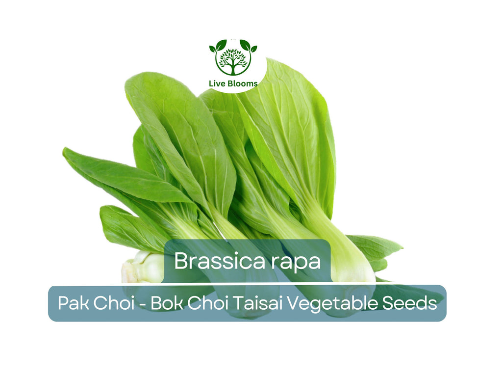 350 Pak Choi Bok Choi Taisai Seeds - Brassica rapa | Heirloom Asian Green for Planting, Gardening & Fresh Culinary Use
