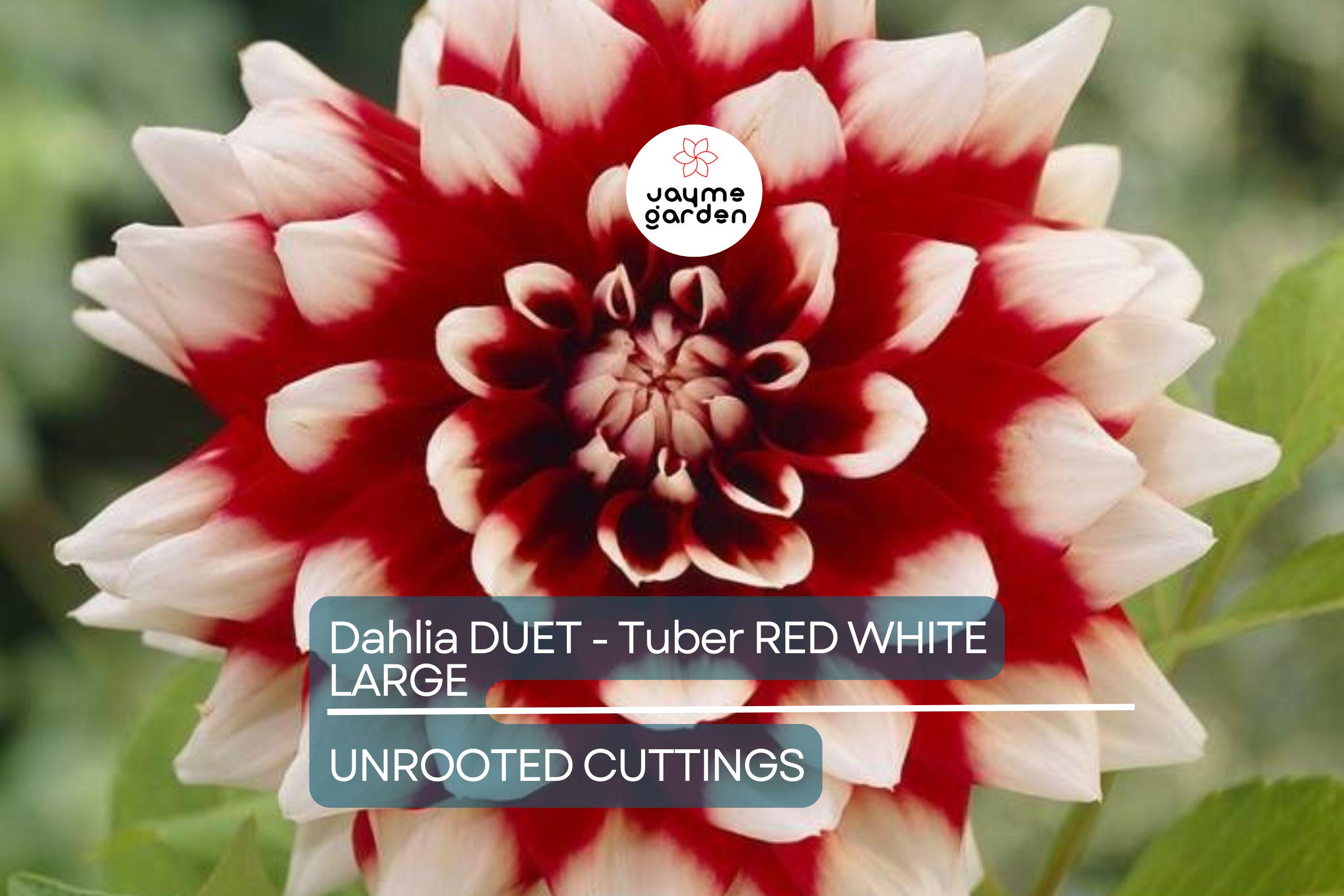 Dahlia Duet Tuber - Red & White Large Blooms, Perfect for Borders and Bouquets, USDA Zones 3-10