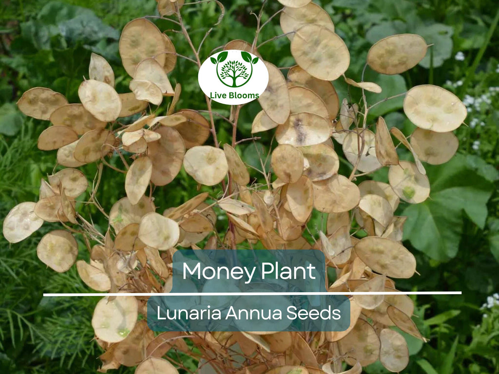 100 Money Plant Seeds – Lunaria annua | Violet Blooms + Silver | Non-GMO | Honesty Plant for Dried Flower Arrangements