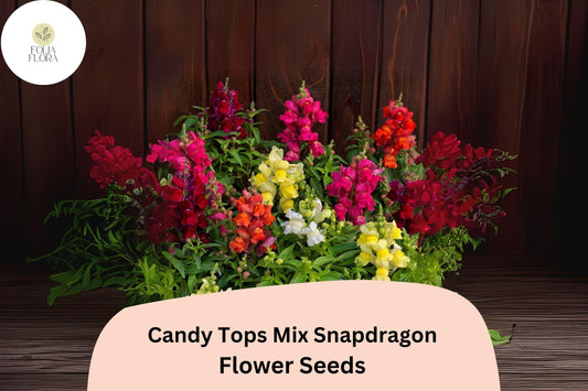 Candy Tops Mix Snapdragon Seeds (Antirrhinum majus) | 1000+ Seeds | Compact, Vibrant Blooms for Garden & Containers
