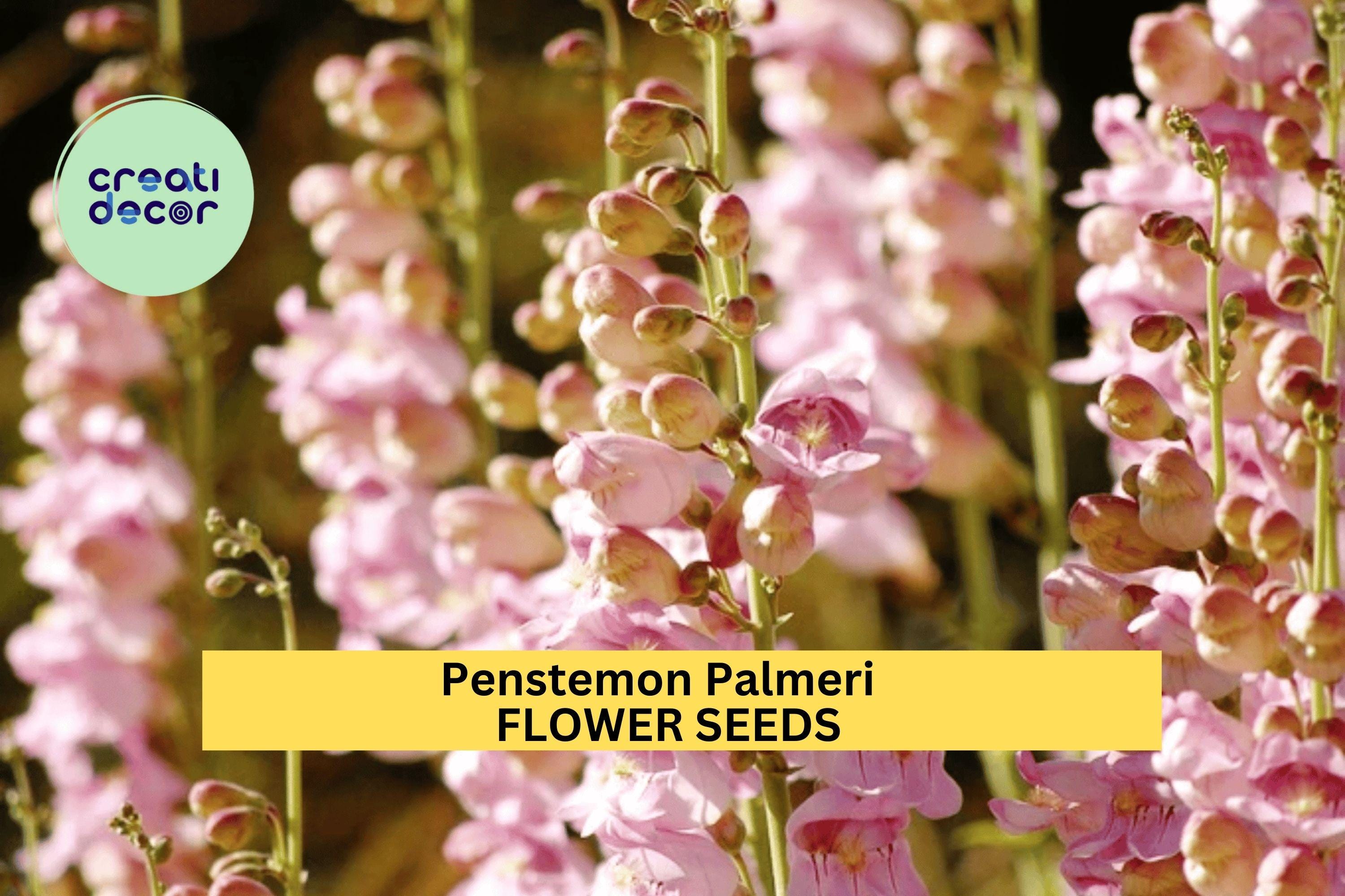 3pcs of 100mg Penstemon palmeri Seeds – Fragrant Wildflower for Dry Landscapes, Pollinator Gardens & Native Planting Seeds for Planting