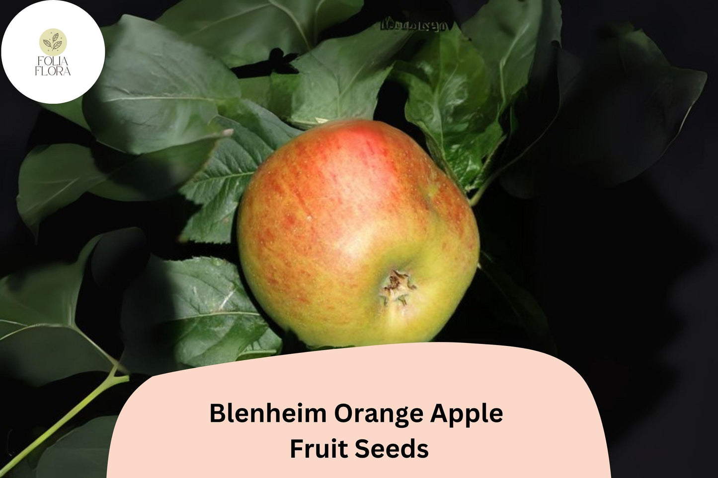 25+ Blenheim Orange Apple Seeds for Planting | Heirloom English Apple Tree | Sweet Tart Fruit | Garden Orchard Seeds