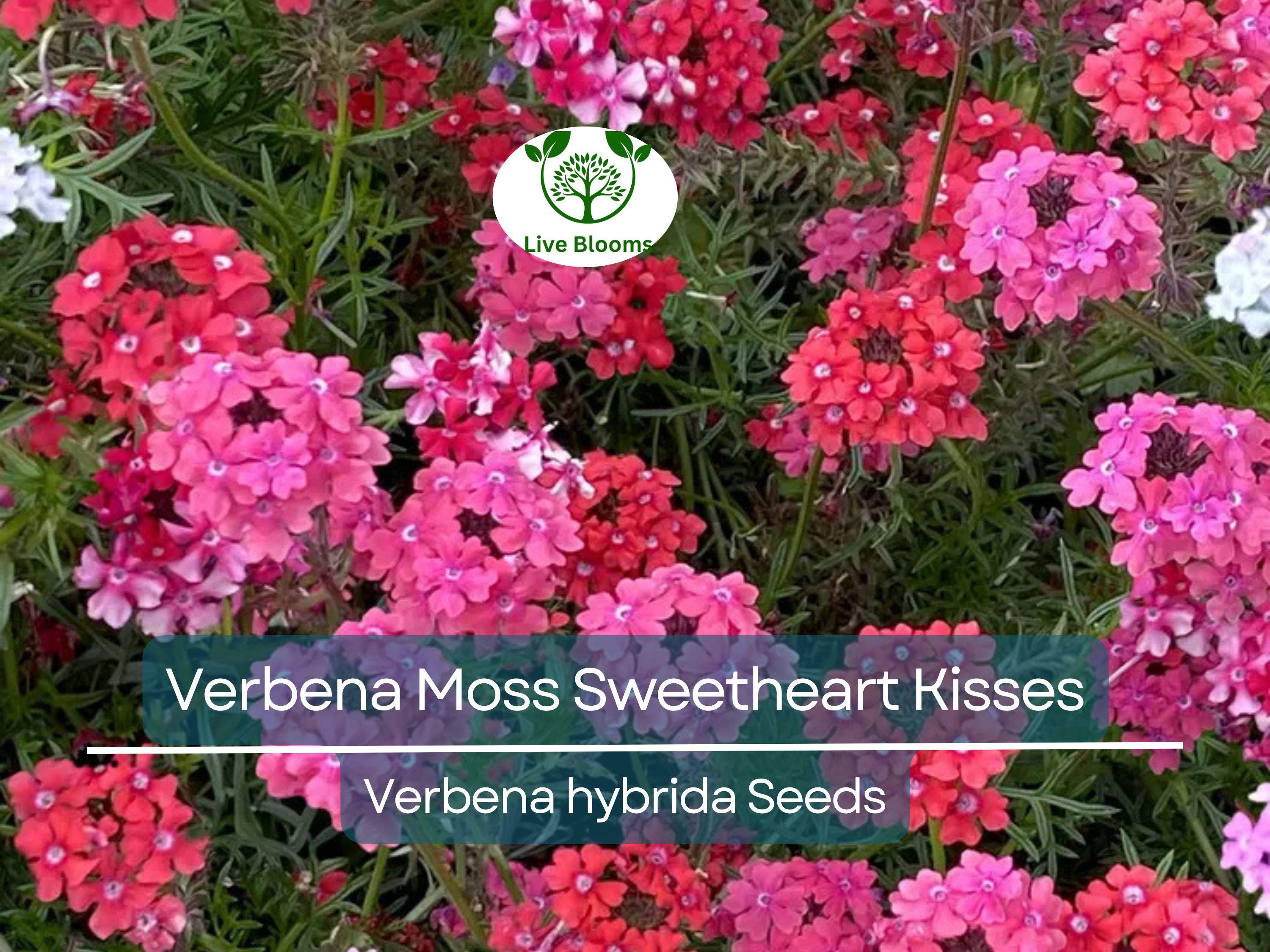100 Seeds Verbena Moss Sweetheart Kisses (Verbena hybrida) Perennial Flowers for Butterflies & Bees, Vibrant Garden Blooms