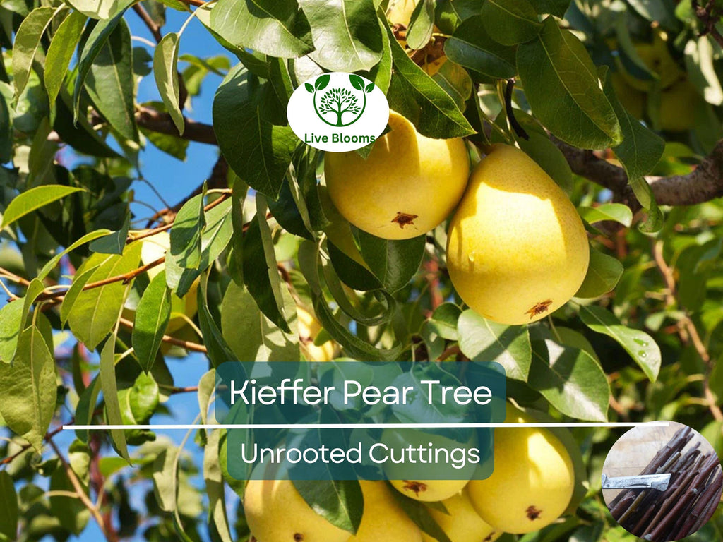 8 Kieffer Pear Scion Wood Cutting - 10-12", Pyrus calleryana, Hardy Fruit Tree, Ideal for Rooting or Grafting, Fruit Tree Propagation