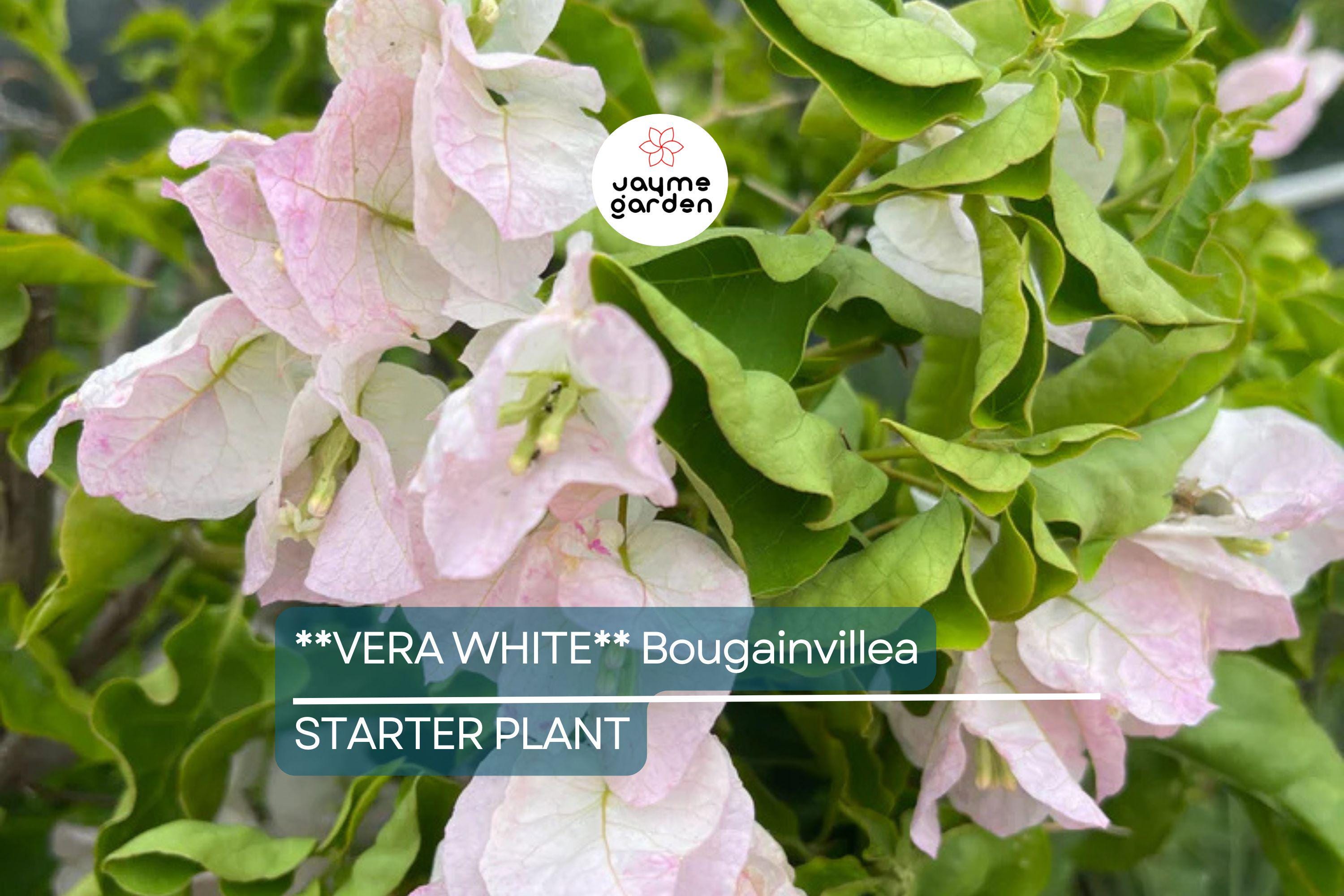 Vera White Bougainvillea Starter Plant | Well-Rooted Plug | Evergreen Vine or Shrub | Live Plant | USDA Zones 7+ | USA Seller