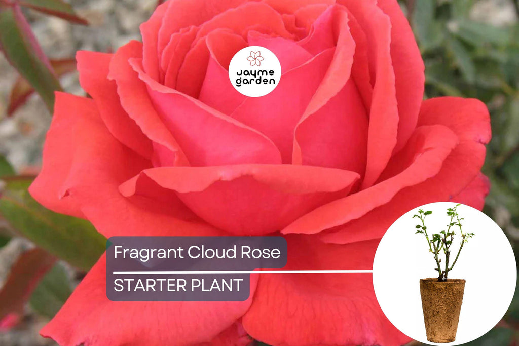 Fragrant Cloud Rose Plant - 1.5 Gal Hybrid Tea | Large Coral Red Flowers | Strong Honey Fragrance | 5” Blooms |