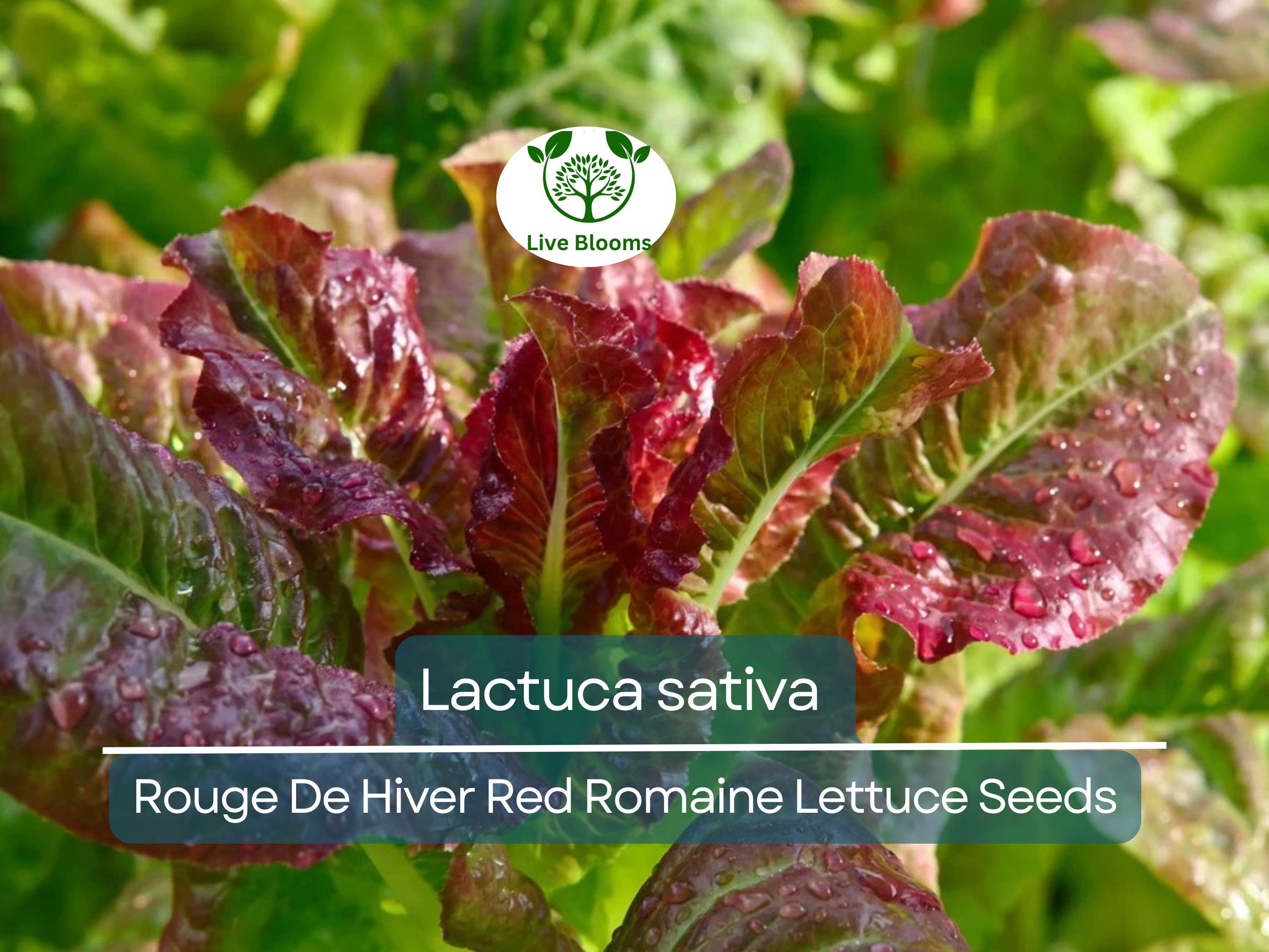 700 Seeds Rouge De Hiver Red Romaine Lettuce (Lactuca sativa) for Planting – Heirloom, Cold-Hardy, Red Leaf Lettuce