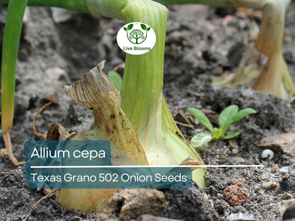 250 mg Texas Grano 502 Onion Seeds - Allium cepa | Heirloom Sweet Onion for Planting, Gardening & Harvest | Mild, Large Bulbs