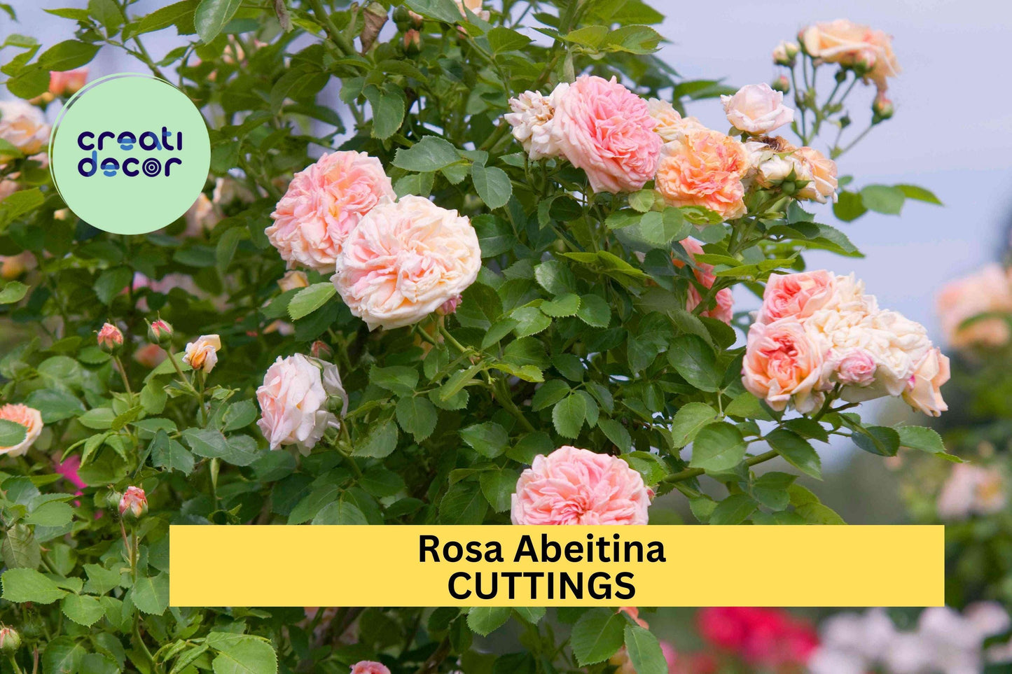 5 Pink Pine Rose Bush Cuttings – Heirloom Climbing Variety – Guaranteed to Grow – Fragrant Blooms – Easy to Root – USA