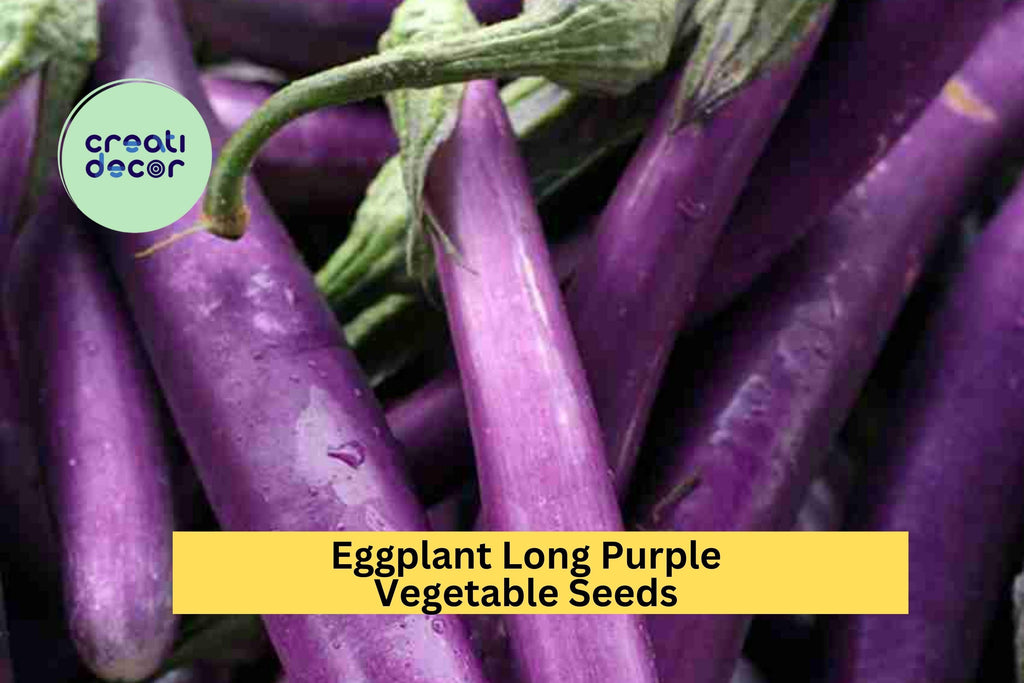 3pcs of 300mg Long Purple Eggplant Seeds – Slim, Tender Heirloom Variety for Grilling, Stir-Fries, and Summer Garden Harvests