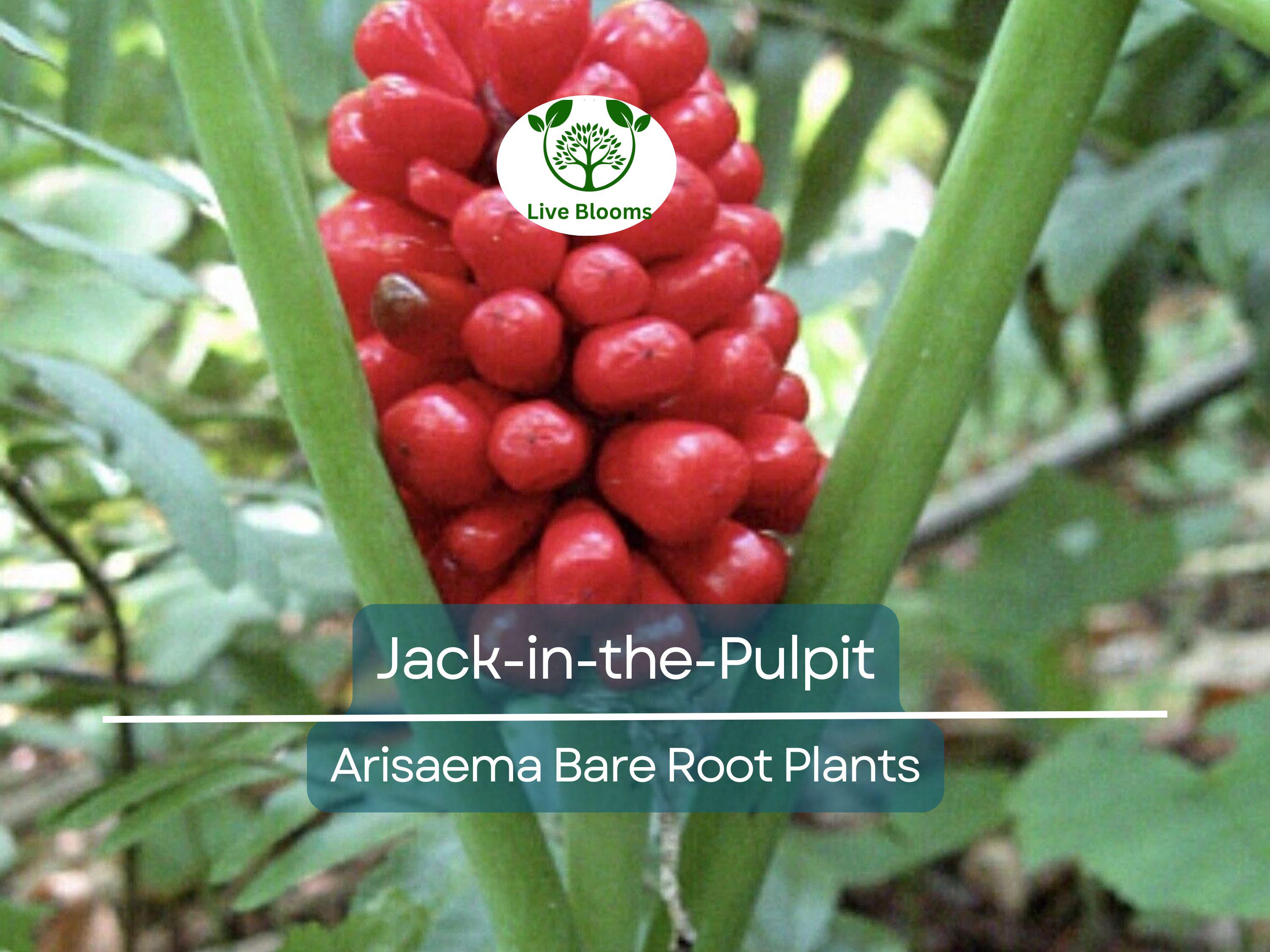 10 Jack-in-the-Pulpit Bulbs – Bare Root Arisaema triphyllum – Native Wildflower Indian Turnip – Shade Garden Perennial