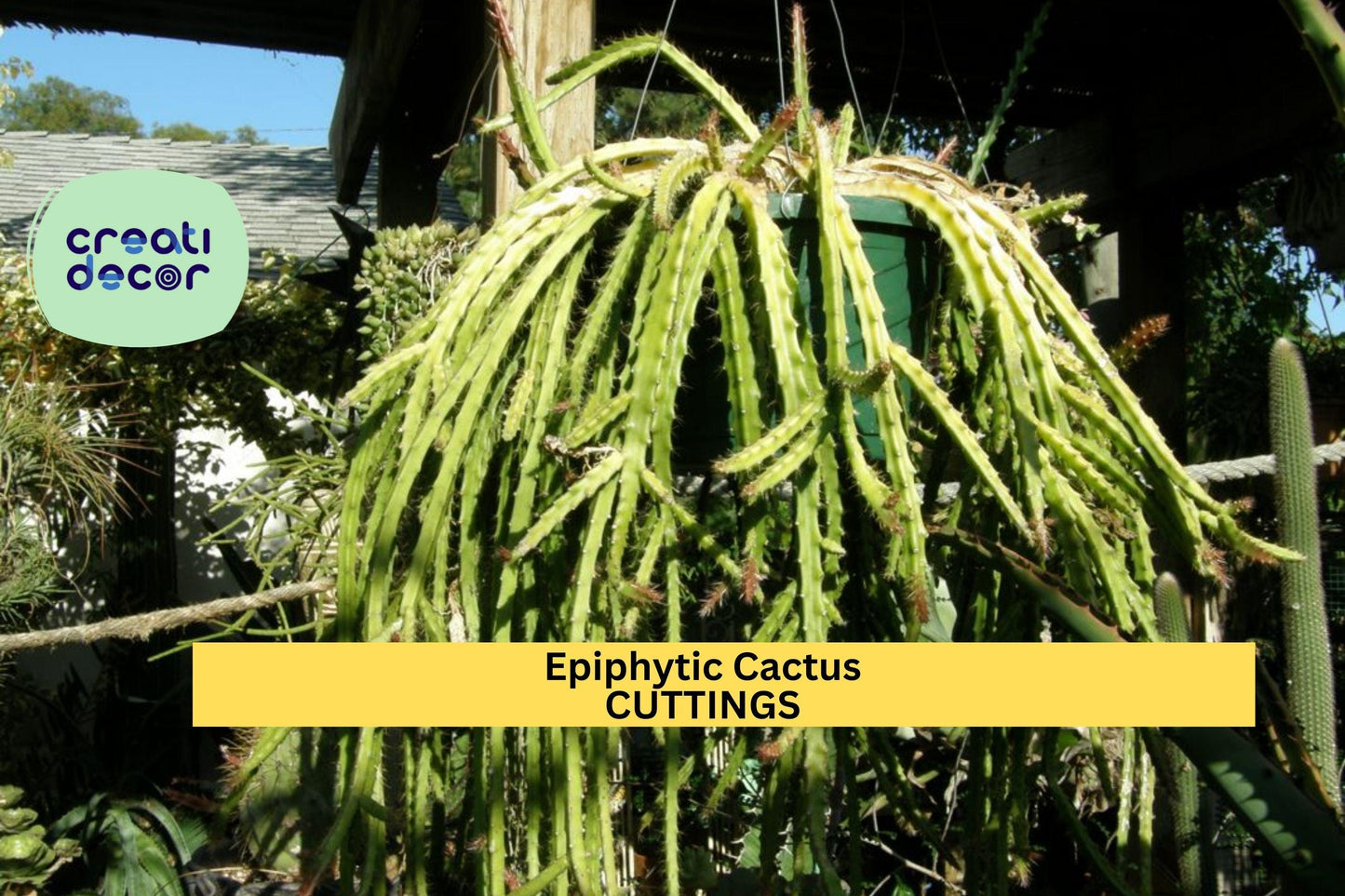 4 Lepismium cruciforme Cuttings – 4” Epiphytic Cactus Stems | White Blooming Trailing Plant for Hanging Baskets or Shaded Gardens