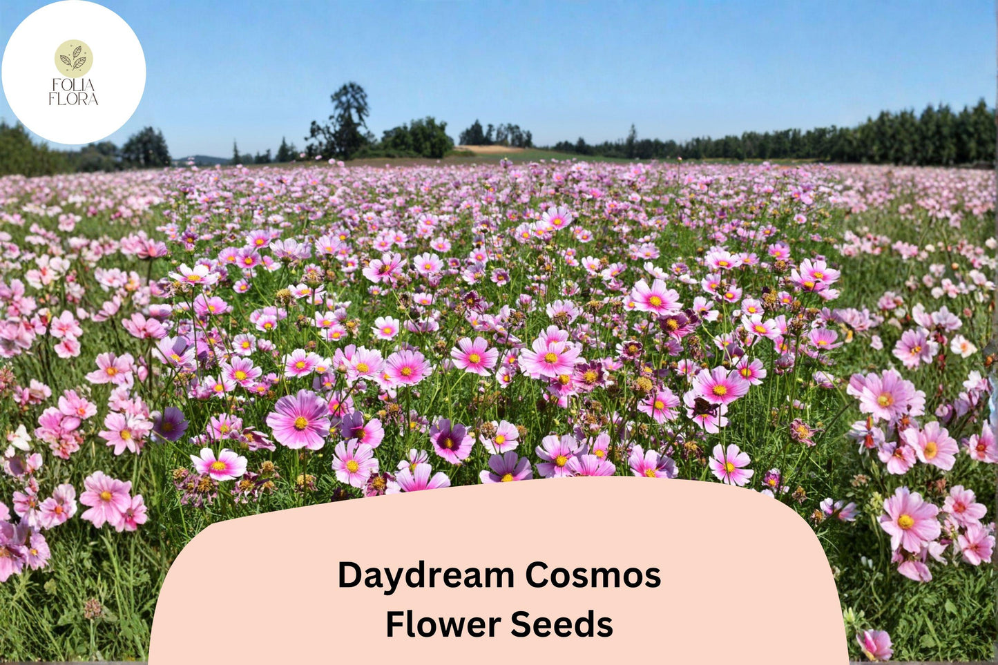 200+ Daydream Cosmos Seeds | Cosmos Bipinnatus Pink & White Bicolor Annual Flower Seeds