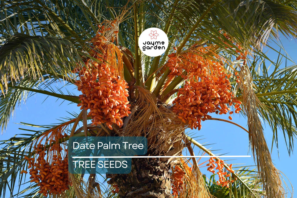 5 Date Palm Tree Seeds (Phoenix dactylifera) – Edible Fruit, Hardy to Zone 8