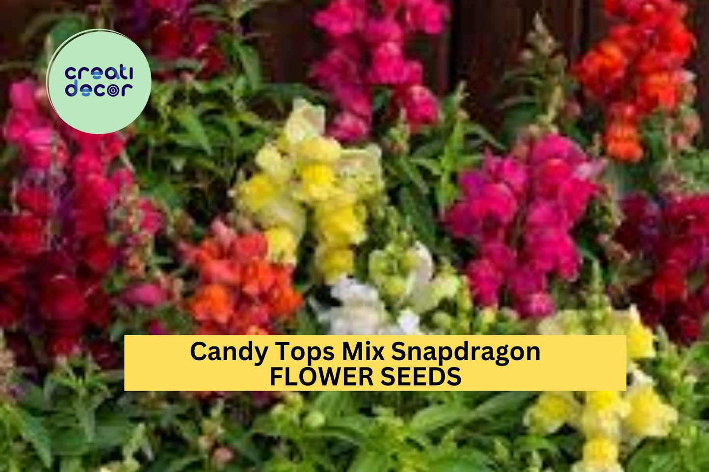 1000+ Candy Tops Mix Snapdragon Seeds – Dwarf Bloom Spikes for Garden Planting, Bright Colorful Flowers for Beds & Edges – USA