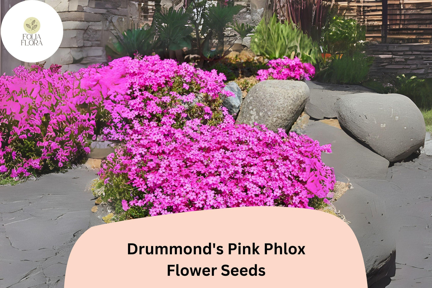 100+ Drummond's Pink Phlox Seeds for Garden Planting | Phlox drummondii | Annual Flower Seeds | Bright Pink Blooms