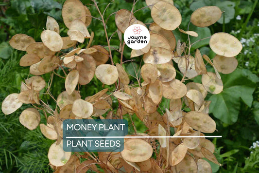50+ Money Plant Seeds (Lunaria Biennis) - Biennial Garden Flower - Free Shipping
