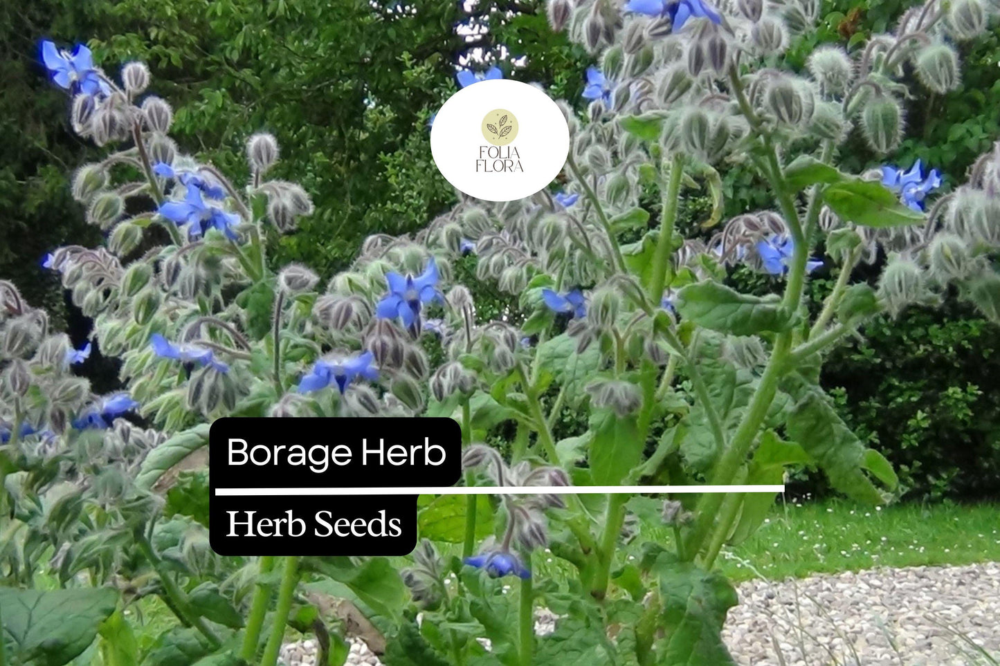 100 Seeds Borage (Borago officinalis) – Heirloom Herb for Pollinator Gardens and Edible Flowers