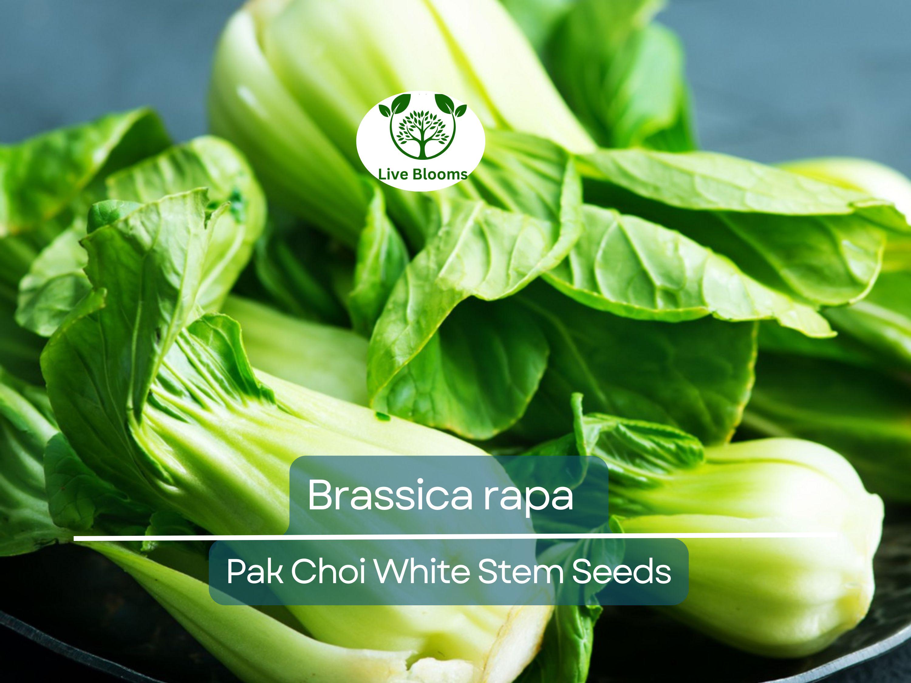 400 Seeds Pak Choi White Stem for Planting (Brassica rapa) - Crisp, Tender Asian Greens for Home Gardens, Fast-Growing, Cold-Hardy