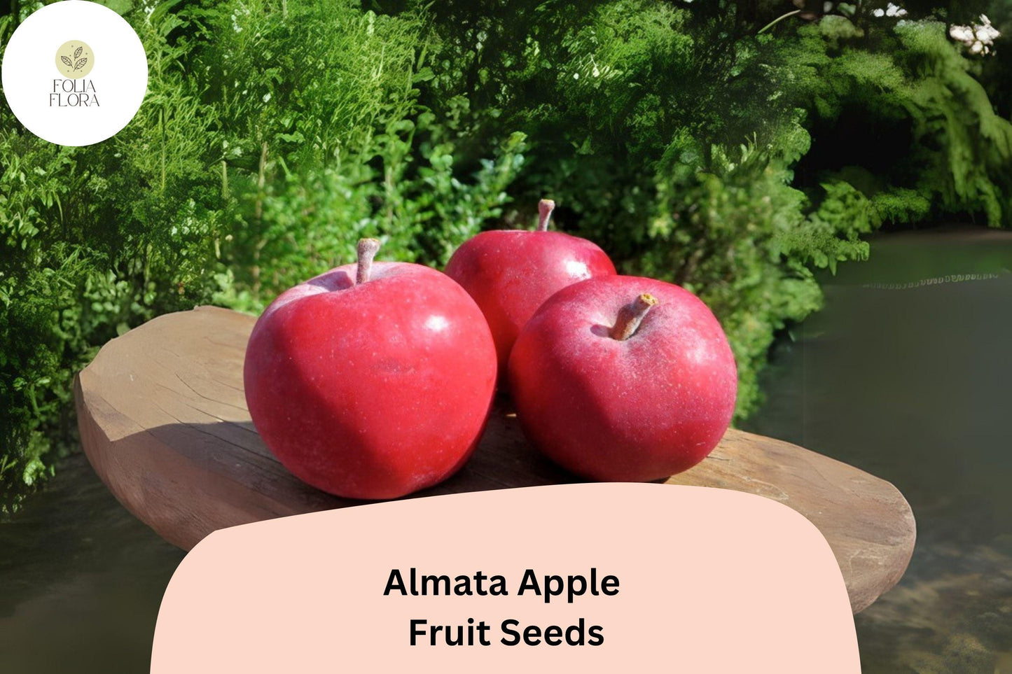 25+ Almata Apple Seeds | Rare Red-Flesh Apple | Malus domestica | Unique Tart Flavor | Fruit Tree Seeds for Garden Planting