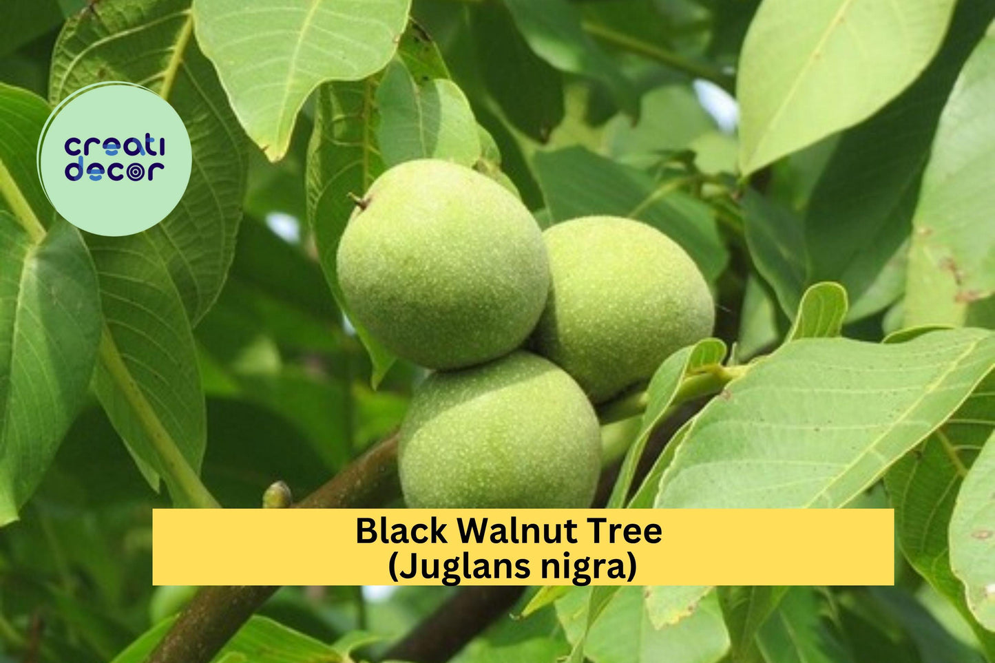 Black Walnut Trees – Juglans nigra – 3 Live Bareroot Seedlings, Hardy Native Shade and Nut Tree for Long-Lived Landscapes