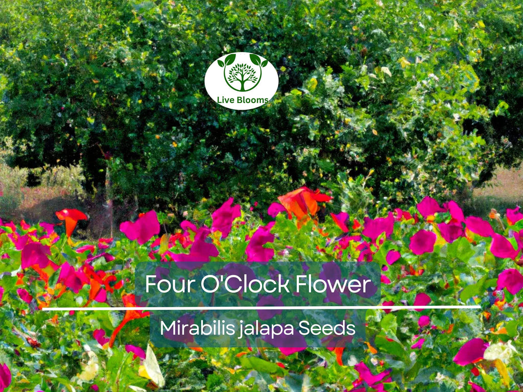 50 Four O'Clock Flower Mix Seeds 'Marvel of Peru' | Perennial Mirabilis jalapa, Colorful Blooms, Easy to Grow, Garden Flowers