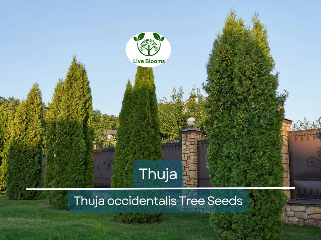 50 Thuja Tree Seeds (Thuja occidentalis), White Cedar Arborvitae, Fast-Growing Hedge Row, Privacy Screen, Evergreen, Perfect for Landscaping