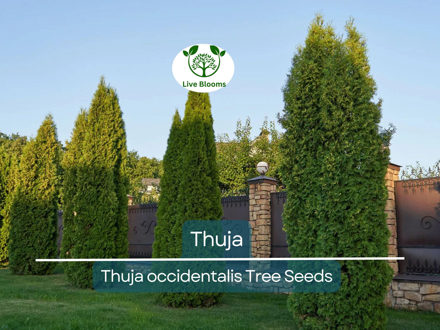 50 Thuja Tree Seeds (Thuja occidentalis), White Cedar Arborvitae, Fast-Growing Hedge Row, Privacy Screen, Evergreen, Perfect for Landscaping