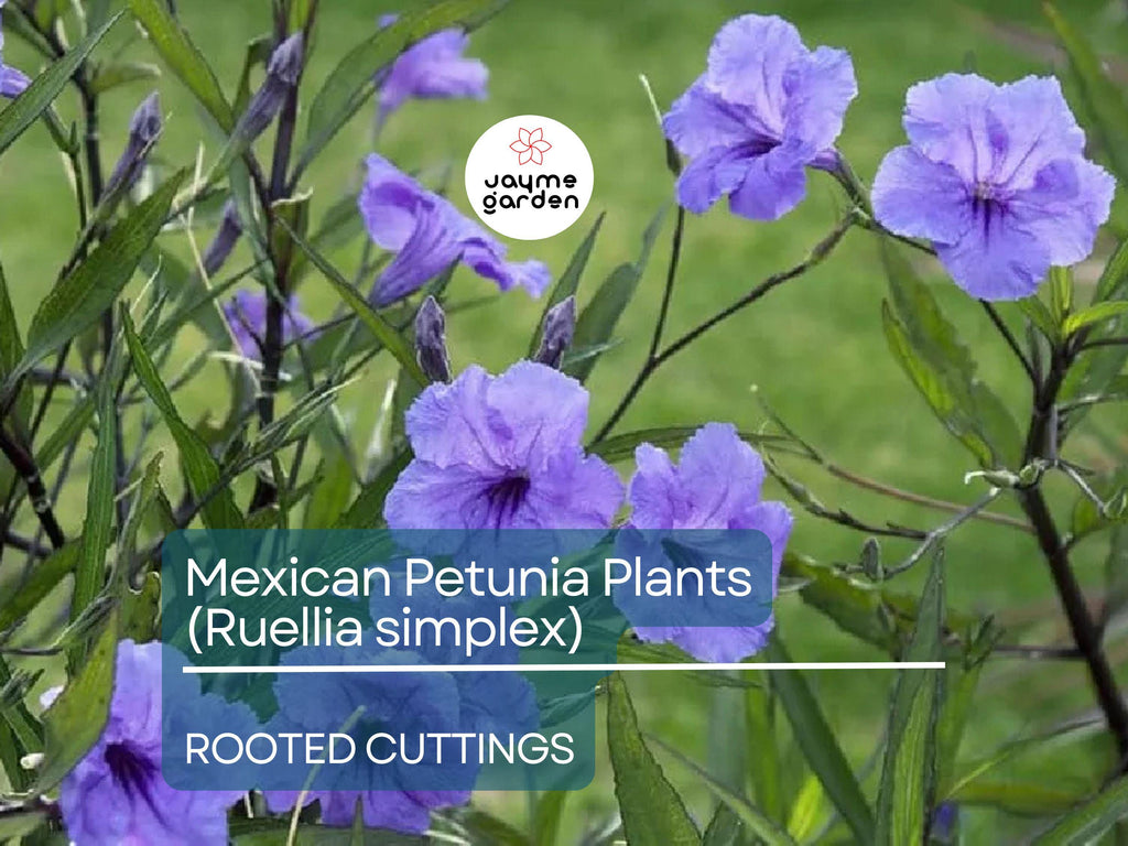 5 Rooted Cuttings Purple Mexican Petunia (Ruellia simplex) - Hardy Perennial Flowers for Garden Borders, Ground Cover & Landscaping
