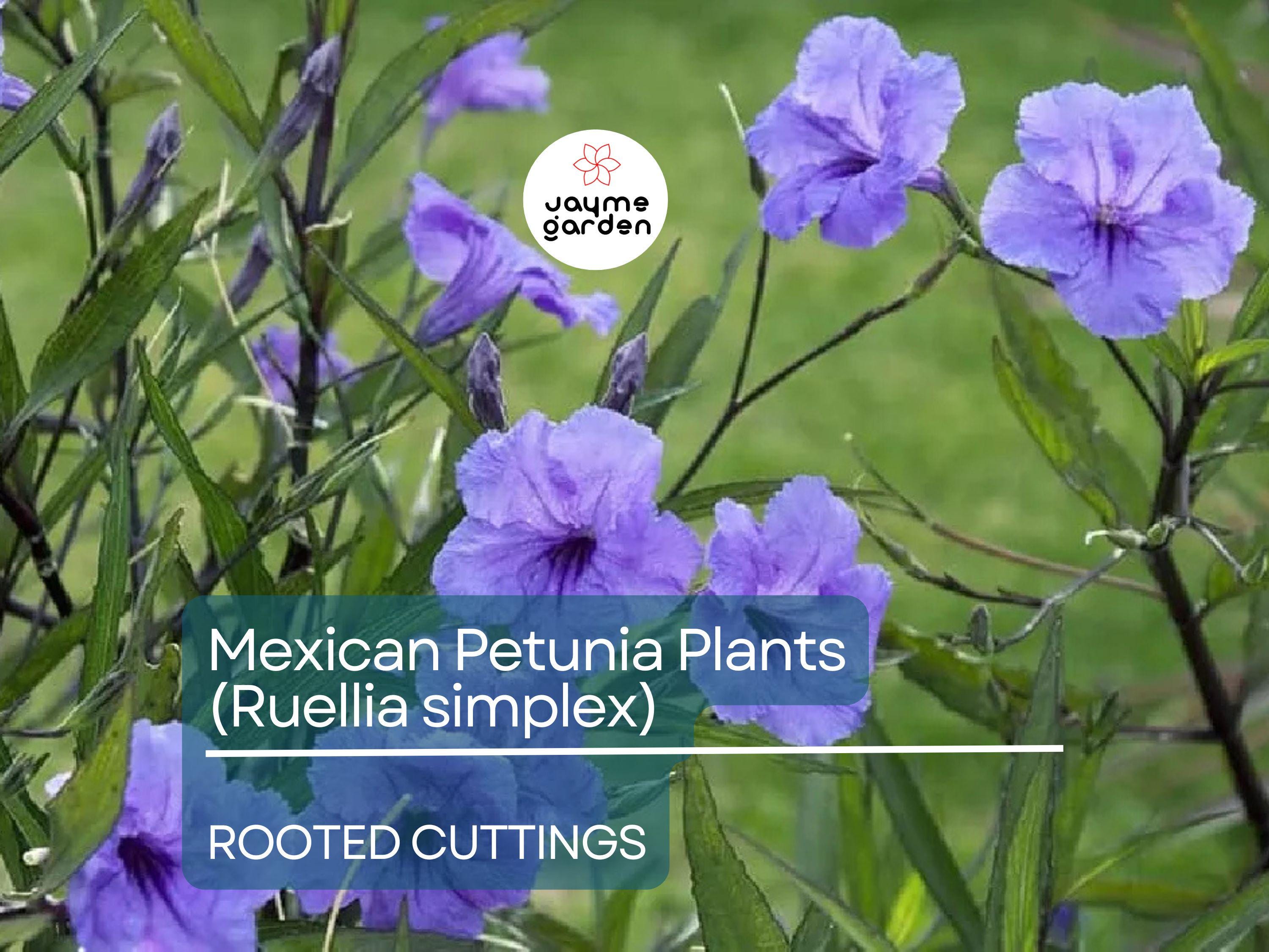 5 Rooted Cuttings Purple Mexican Petunia (Ruellia simplex) - Hardy Perennial Flowers for Garden Borders, Ground Cover & Landscaping