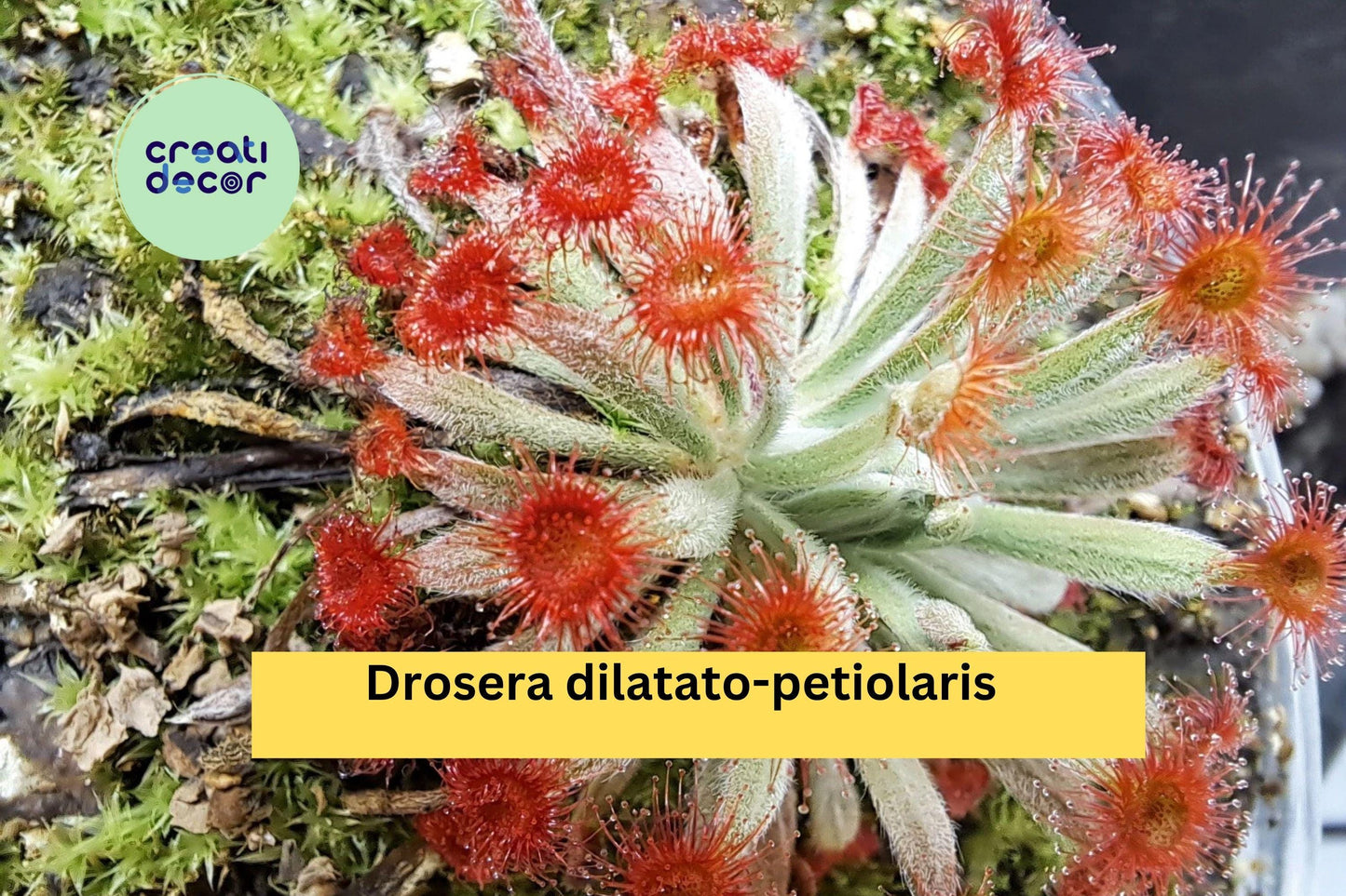Drosera dilatato-petiolaris | Live Carnivorous Sundew Plant | Rare Tropical Collector Species