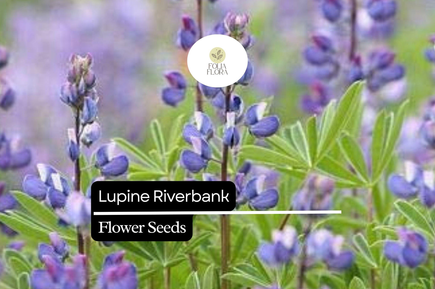 500mg Lupine Riverbank Seeds (Lupinus rivularis) - Perennial Pollinator Flower for Cottage Gardens