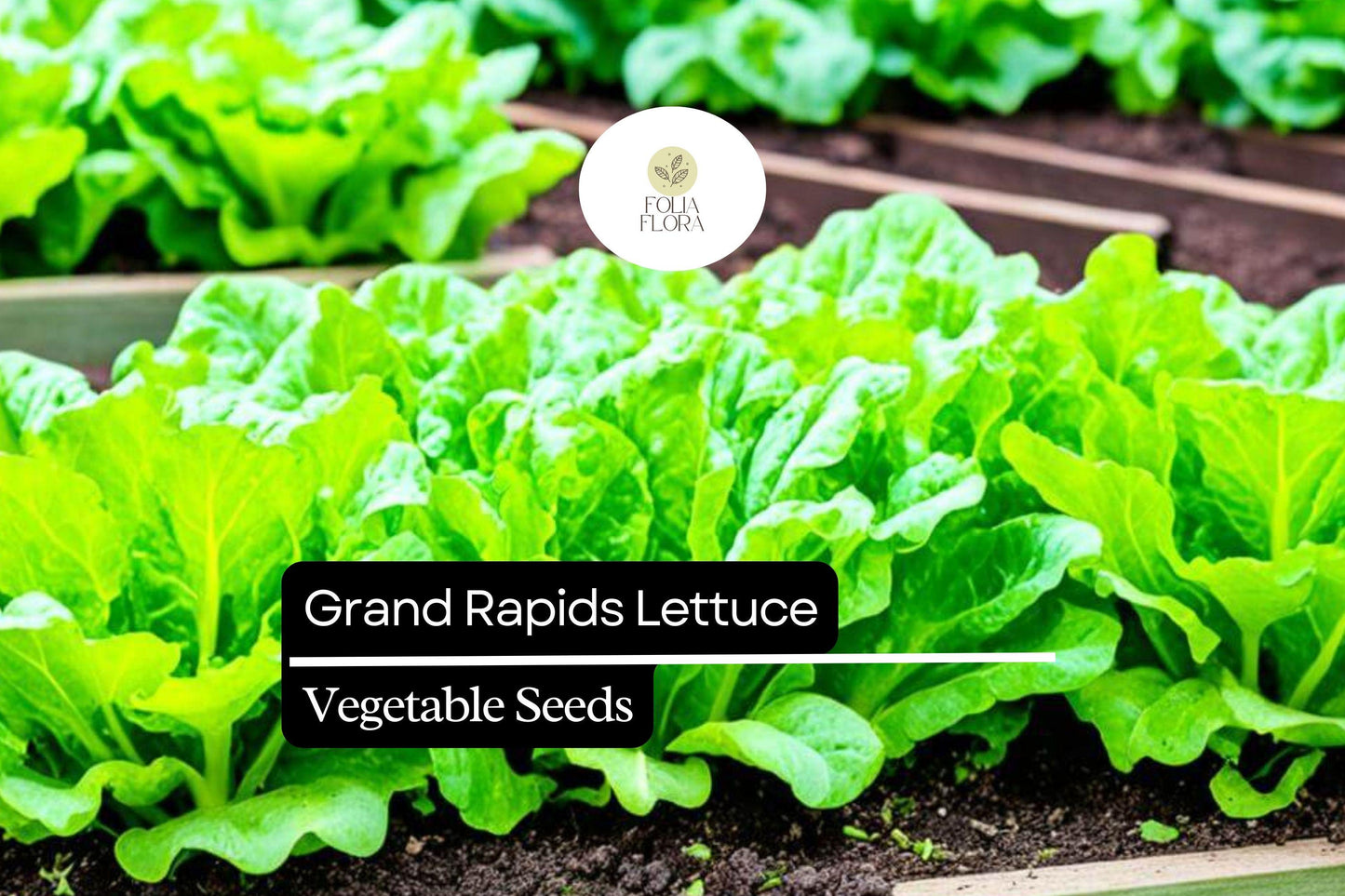 1000 Grand Rapids Lettuce Seeds – Lactuca sativa – Heirloom Leaf Lettuce, Fast-Growing, Crisp & Tender, Non-GMO, Cold Hardy