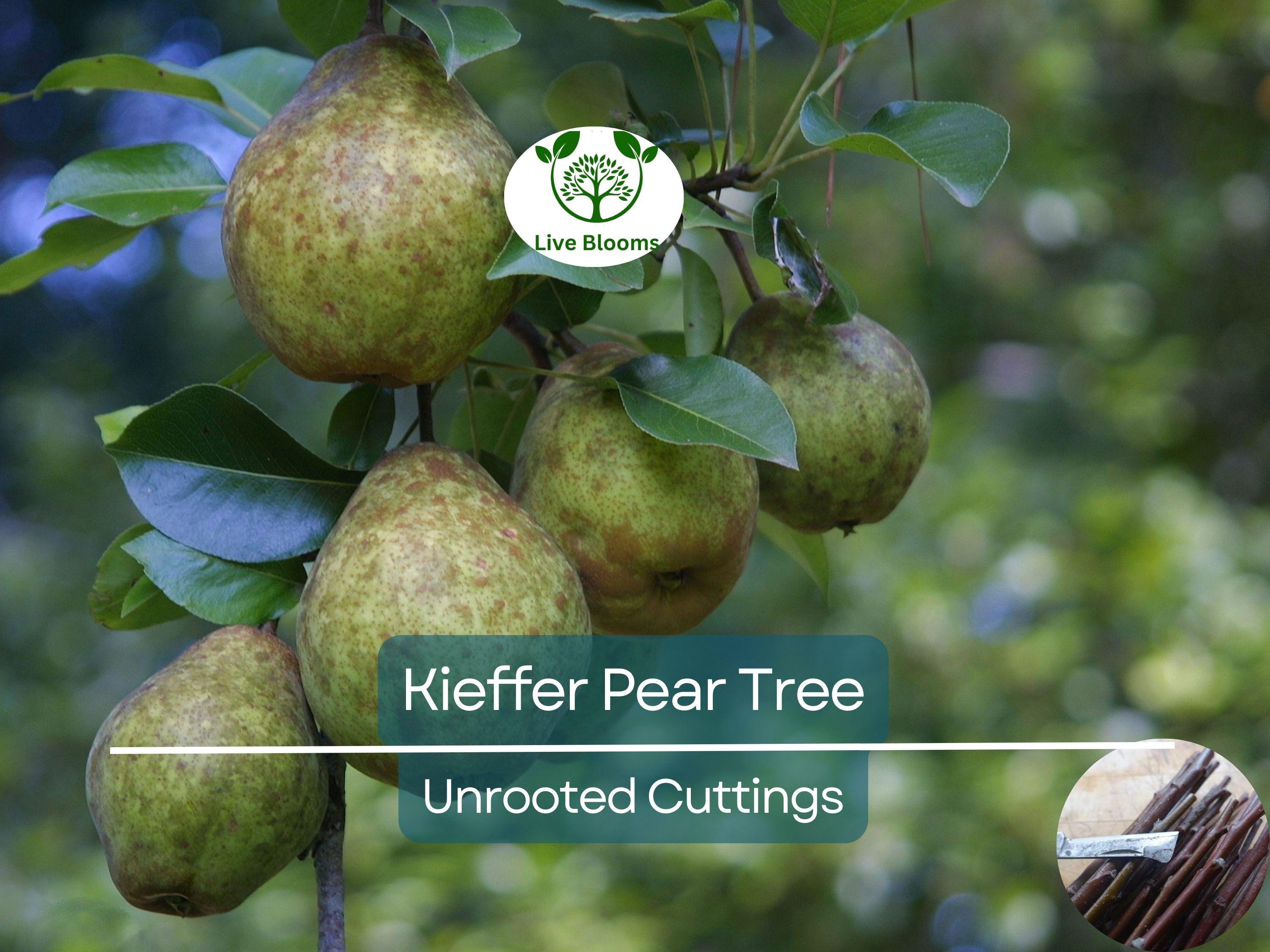 8 Kieffer Pear Scion Wood Cutting - 10-12", Pyrus calleryana, Hardy Fruit Tree, Ideal for Rooting or Grafting, Fruit Tree Propagation